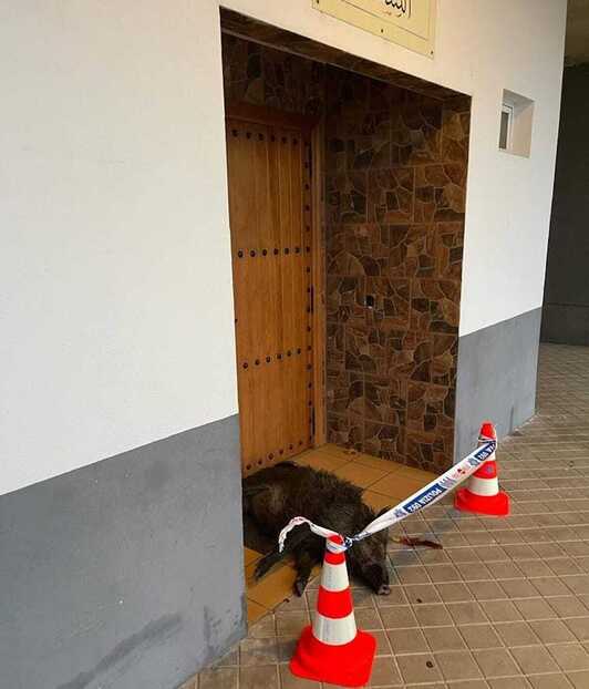 El jabalí ha sido hallado en la entrada de la mezquita.