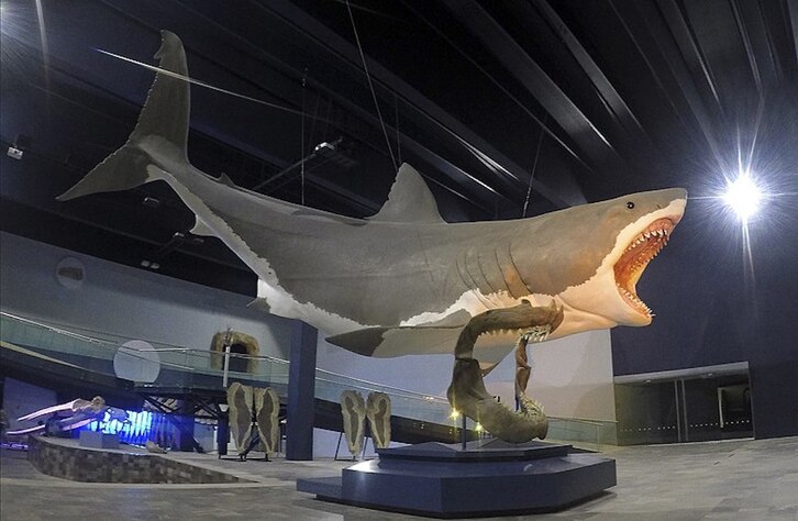 El gigantesco tiburón prehistórico encontrado en aguas australianas es un ancestro del megalodón, del que aparece una recreación en la imagen.