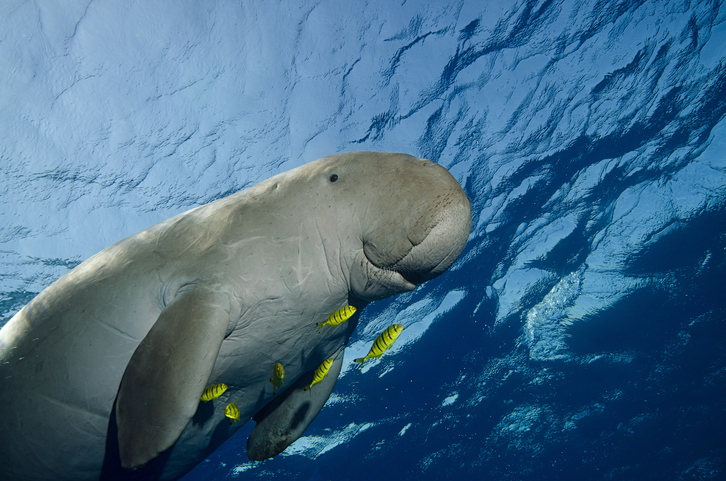 El dugongo es una de las especies marinas que está en riesgo de extinción.