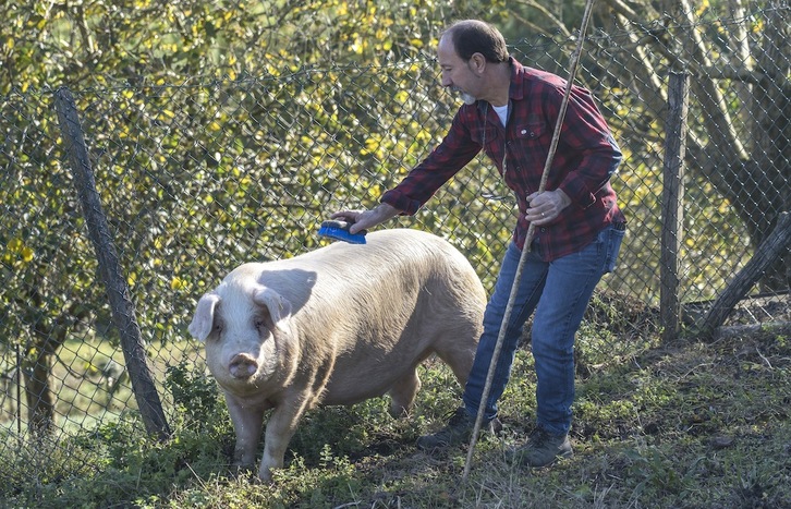 Manu Eizagirre, Basatxerri kooperatibako baserritarra, Donostiarako aukeratu duen Roxaito txerriarekin. 