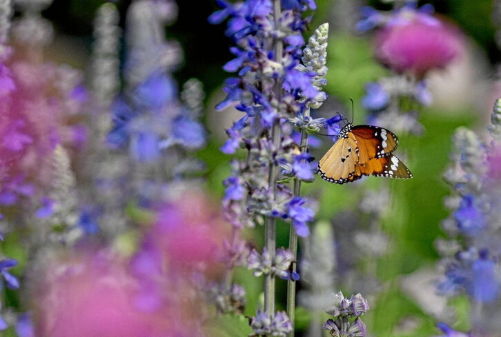 Tximeleta, lorearen nektarra hartzen.