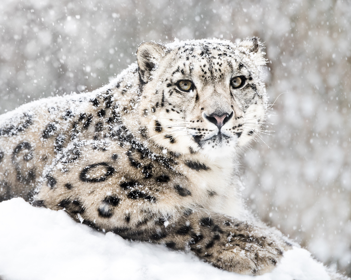 India intenta proteger al leopardo de las nieves salvando su ecosistema