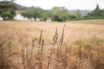 Une chaleur qui a entrainé plusieurs épisodes de sécheresse sur le territoire.