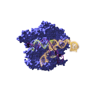 Duela 2.600 milioi urteko CRISPR edizio genetikoko tresnaren arbasoak berpiztu dituzte