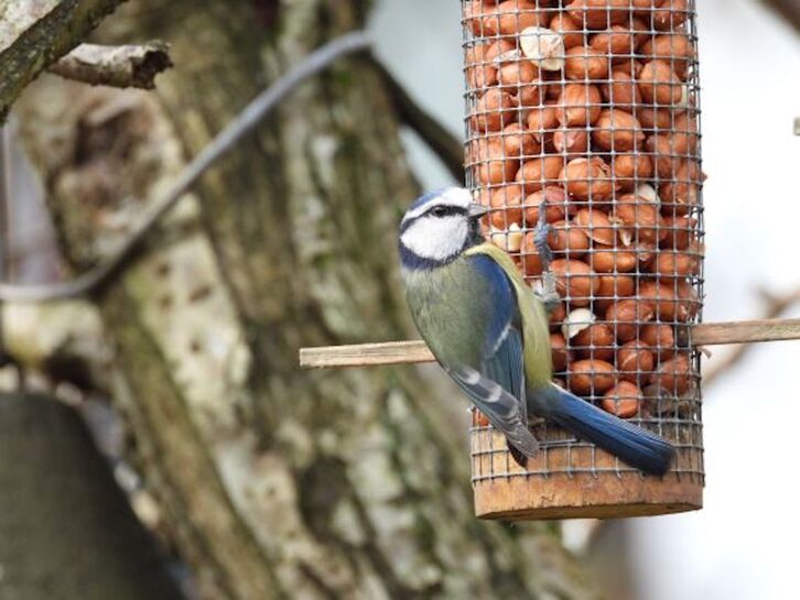 Amilotxa neguko janleku batean, irudian.