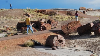  Bosque petrificado en Arizona. 
