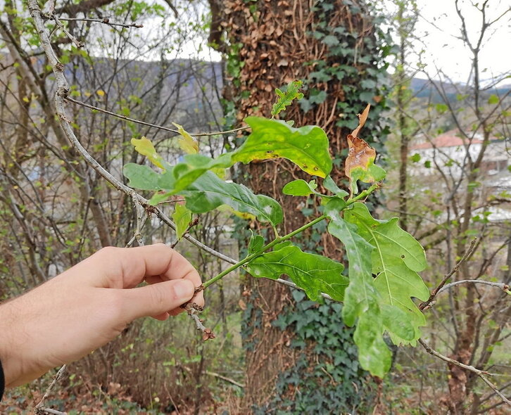 Haritzaren hostoa abendu amaieran, Oñatin. Garaiz aurretik ari dira hostoberritzen haritzak.