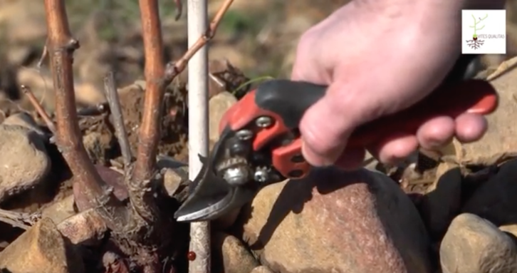 Imagen obtenida de uno de los 27 vídeos que ofrece la guía de buenas prácticas de la vid elaborada por la UPNA.