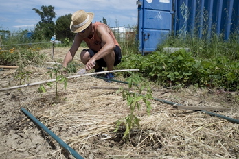 Gizon bat baratzean lanean, Burlatan.