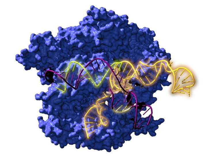 Una enzima relacionada con el sistema CRISPR, Cas9, encima del objetivo ADN.