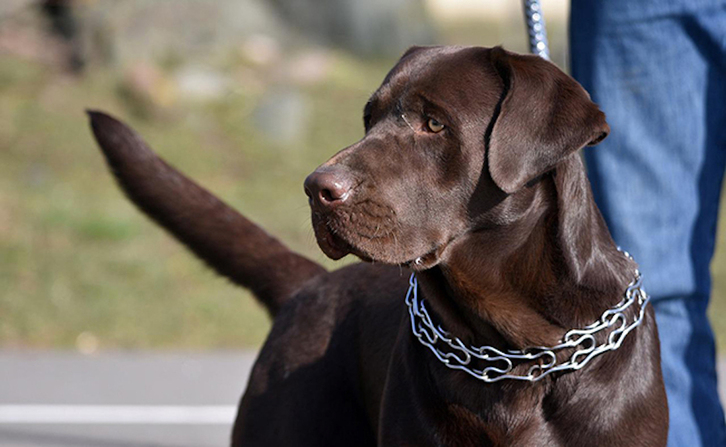 Perro con un collar de estrangulación, uno de los muchos dispositivos existentes en el mercado para contener al animal.