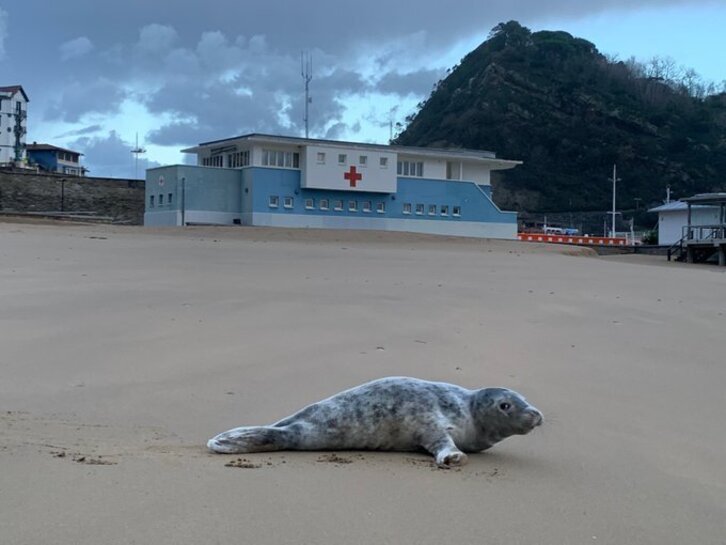 La foca, en la playa Gaztetape de Getaria.