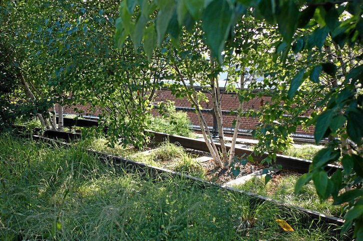 High Line Park, New York –Arkitektoak: Diller Scofidio. Paisajista: Piet Oudolf–, Manhattanen intentsitate bortitzaren erdian oasi bat. Argazkia: Iñigo Ocamica