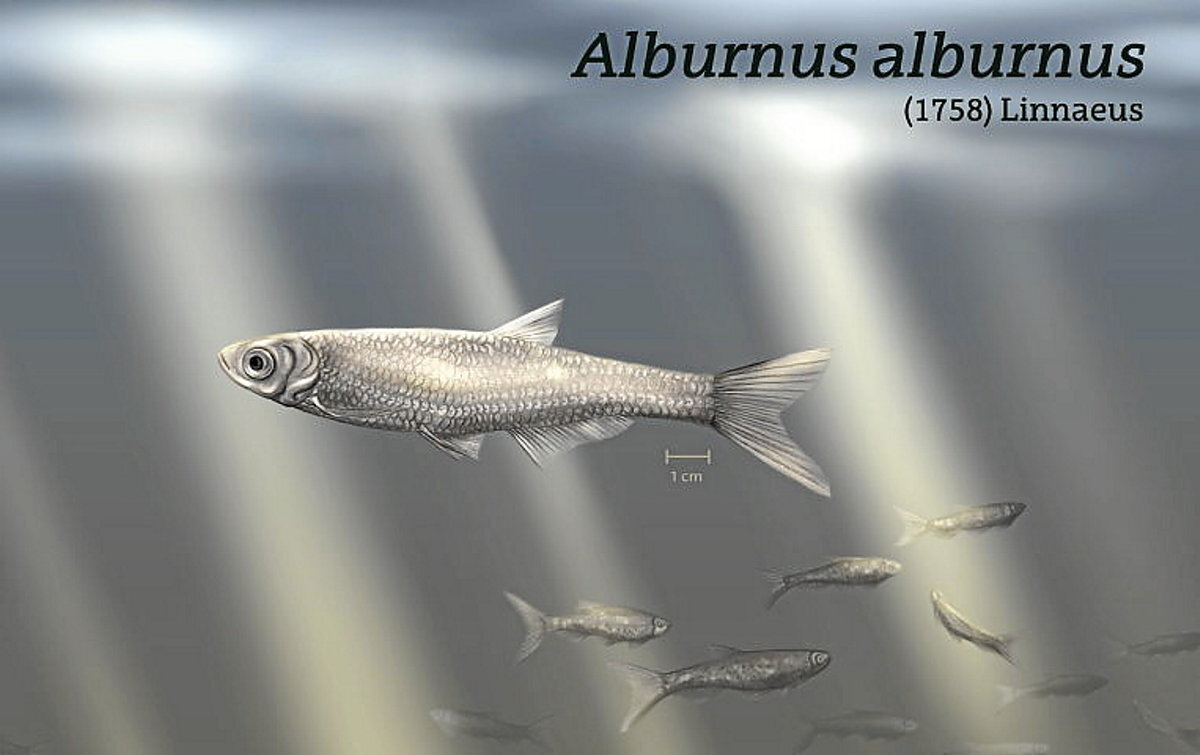 Alburnus alburnus espezieko arrain baten ilustrazioa (GAUR8)