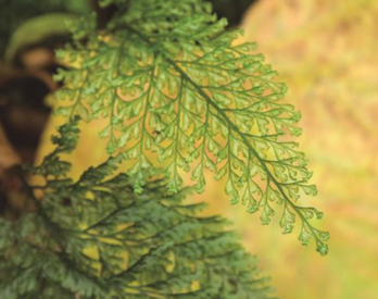 Iratze Paleotropikala. Esporofito fasea. 