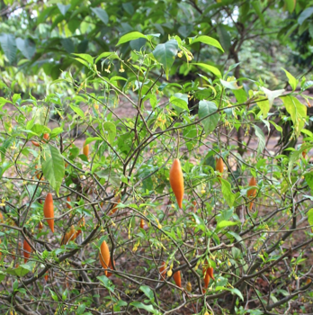 La planta de iboga crece en los bosques de Gabón, pero también en el patio de cualquier hogar.