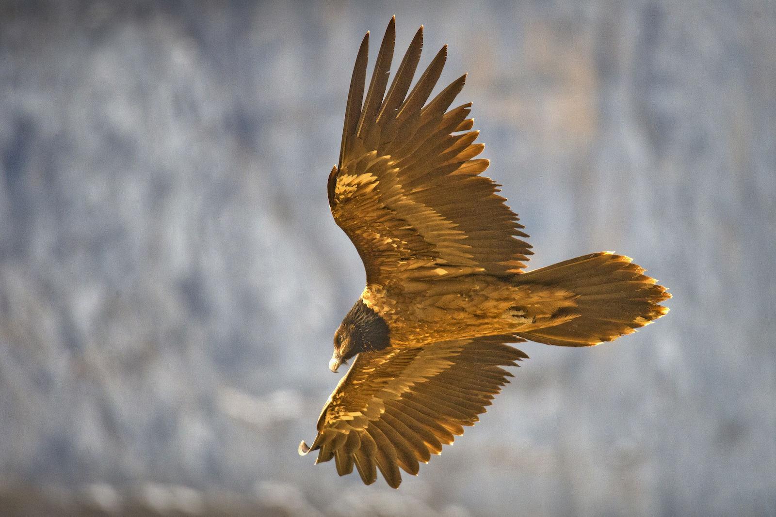 Un ejemplar no adulto de quebrantahuesos, en vuelo. (Gobierno de NAFARROA)