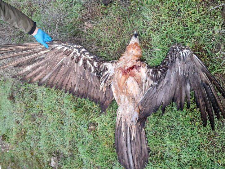 El ejemplar de quebrantahuesos que ha aparecido muerto en Ardaitz.