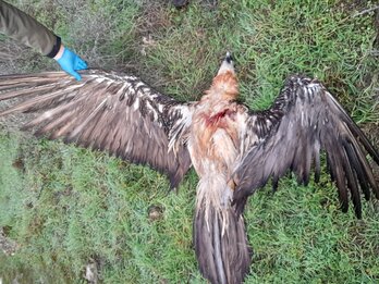 El ejemplar que ha aparecido muerto en Ardaitz.