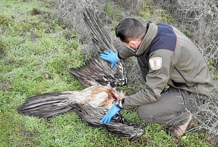 El animal aparecido en Ardaitz falleció tras perder la capacidad de volar debido a un choque.