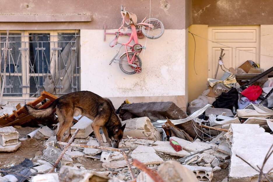 Tras el terremoto, están utilizando perros de rescate para localizar a las víctimas que han quedado sepultadas bajo los escombros.