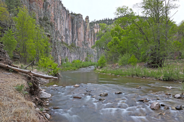 Las 150 vacas salvajes que matarán viven en el Bosque Nacional de Gila, en Nuevo México.