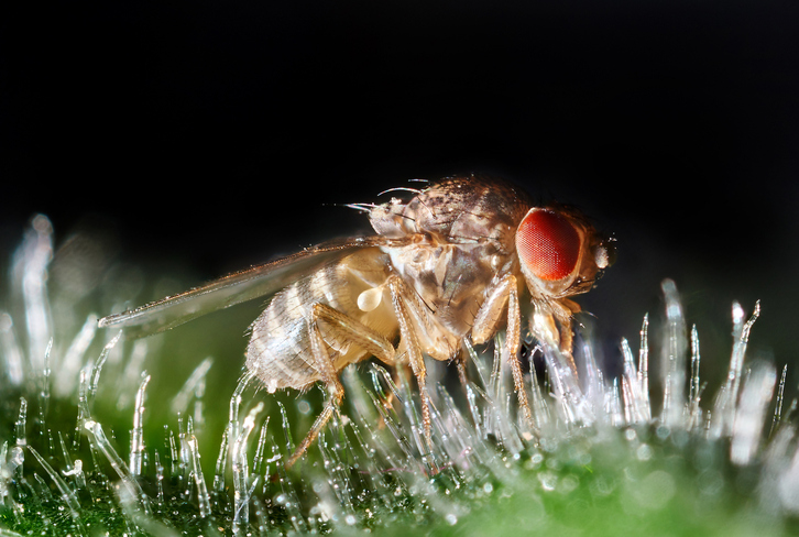 Una mosca de la fruta, vista en detalle.