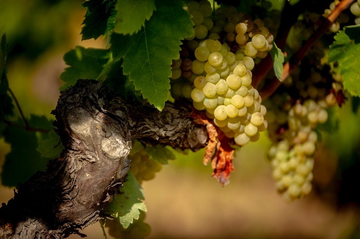 Viñedos en Bilar, Araba.