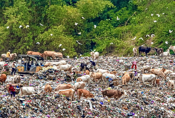 Gizakiak, behiak eta hegaztiak, Bantul hiriko (Indonesia) zabortegi batean.