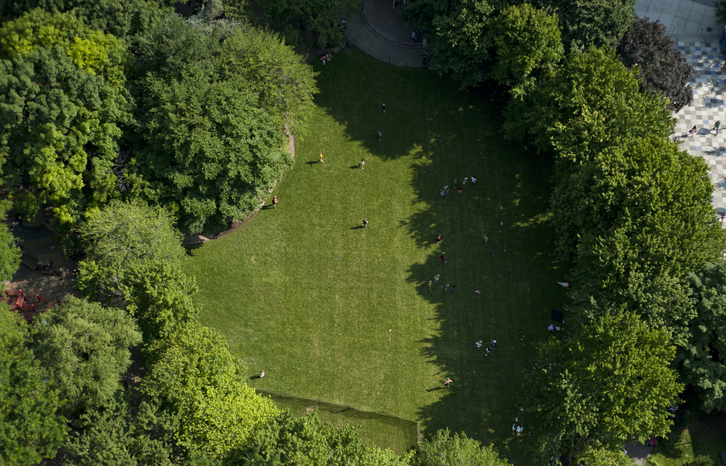 Los bosques urbanos ayudarían a restaurar la flora silvestre.
