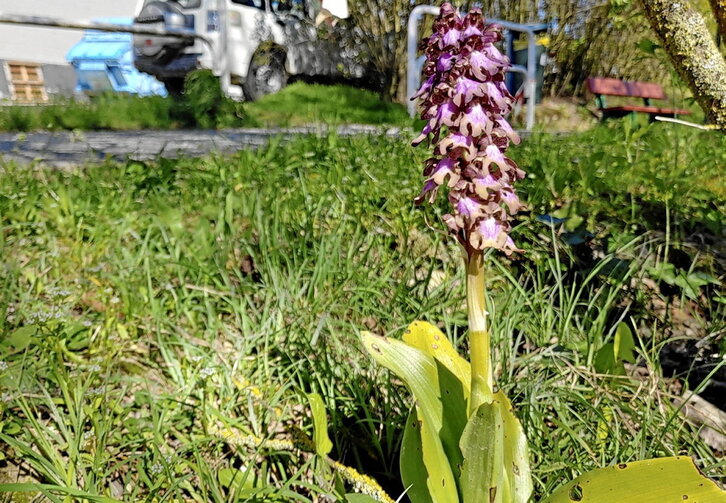 El ejemplar de orquídea Barlia Robertiana sustraído.