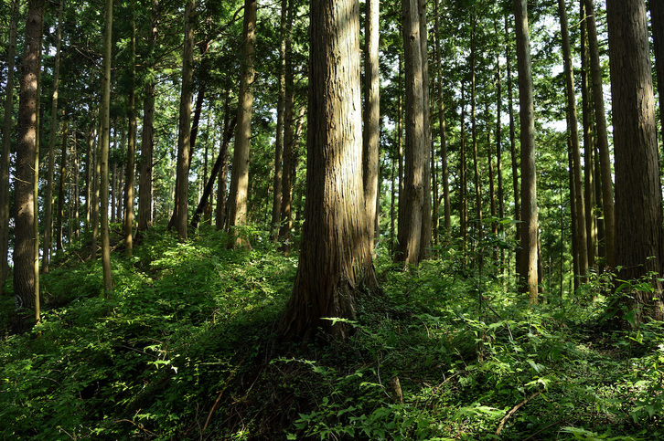 Desde principios de siglo se ha perdido el 7,1% de los bosques de montaña del mundo.