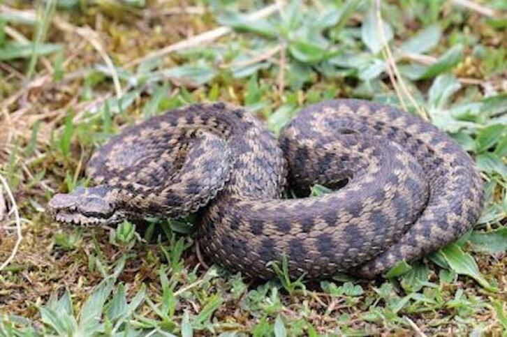 Sugegorri kantauriarra