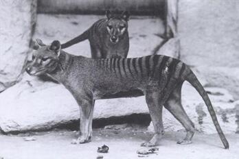 Tasmaniako tigre emea eta arra, 1902an.