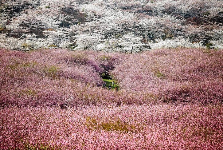 Argazkia: Christof Stache | AFP