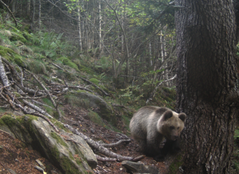 Ejemplar de un oso pardo en los Pirineos.
