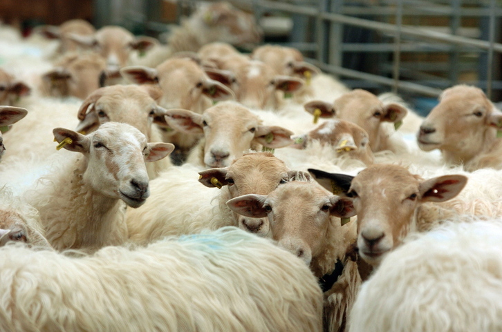 Beizamako Arreta baserriko artaldea