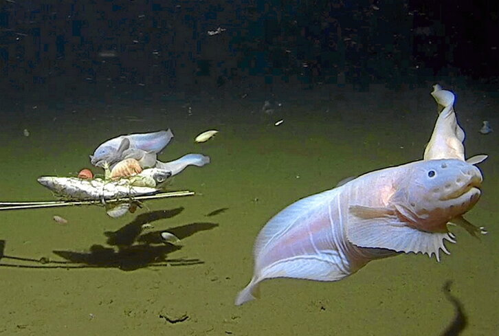 «Pseudoliparis belyaevi» espiezeko ale heldu bat.