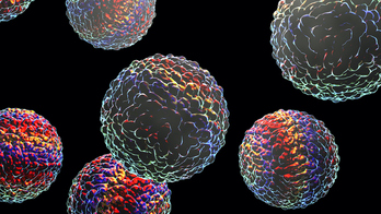 La neurociencia trata de reconstruir neurona a neurona el cerebro de insectos.