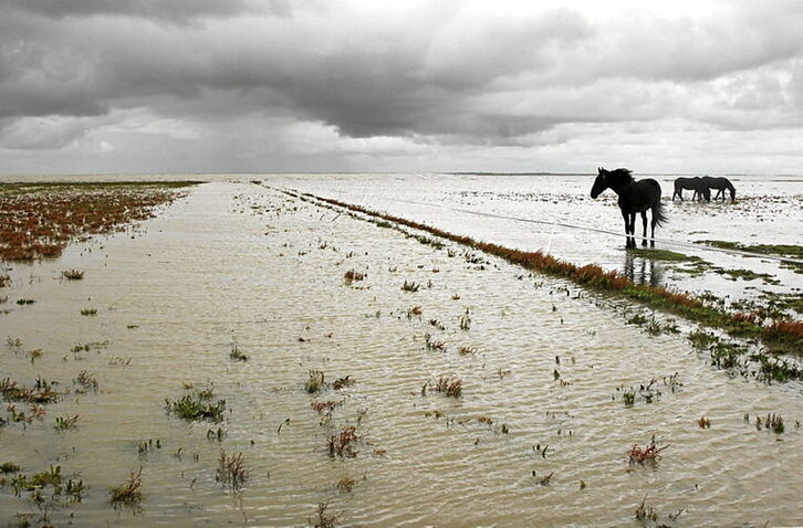 Het Bildt itsasoari irabazitako lurra da, Frisiako kostaldean