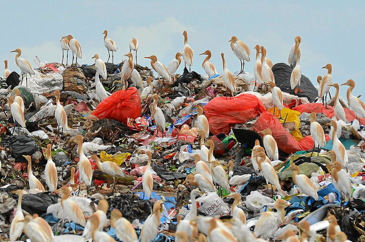 Como ocurre en este peñón ceilandés, millones de aves marinas viven rodeadas de plástico que ingieren de forma involuntaria y en grandes cantidades.