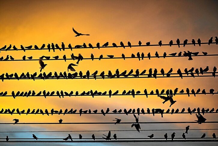 Argazkia: Nelson Almeida | AFP