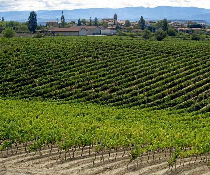 Viñedos en Rioja Alavesa.