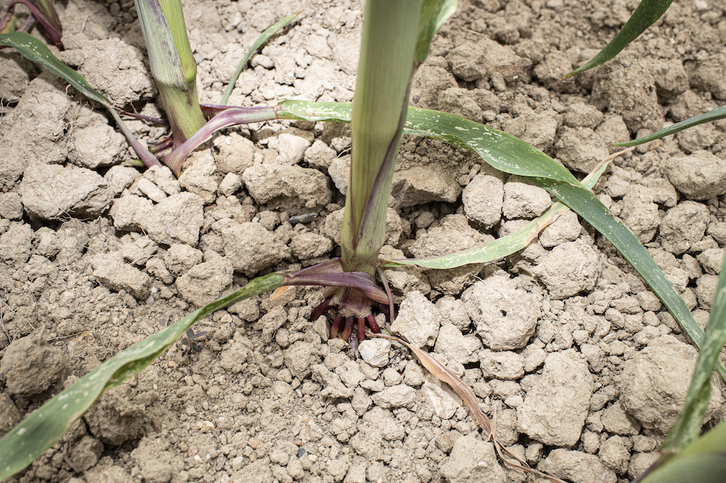 Urruñako etxalde batean iaz harturiko argazkia. Idorteak segida izan du aurten ere.