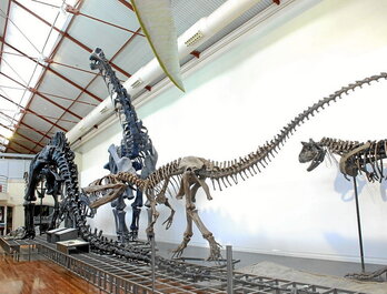 Madrilgo «Museo Nacional de las Ciencias Naturales» delakoan hartutako irudia.