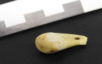El diente contenía ADN de una mujer que vivió hace entre 19.000 y 25.000 años.
