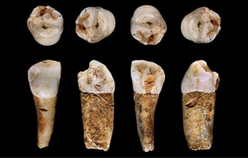 Almondako haitzulo-sisteman aurkitutako neandertal baten hortz lagina.