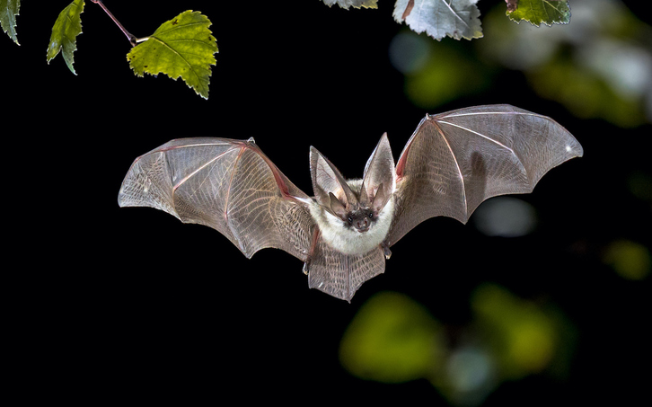 La investigación determina que no todos los murciélagos cuentan con el mismo sistema inmunitario.