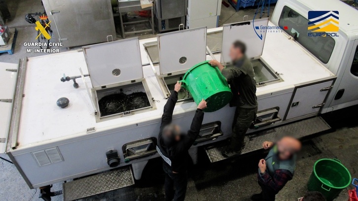 Agentes de la Guardia Civil vertiendo los alevines de angulo vivos recuoperados.