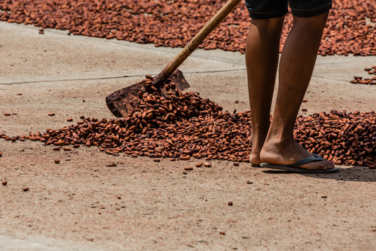 Una mujer extiende los granos de cacao para que se sequen en una plaza frente a la iglesia de Chuao.